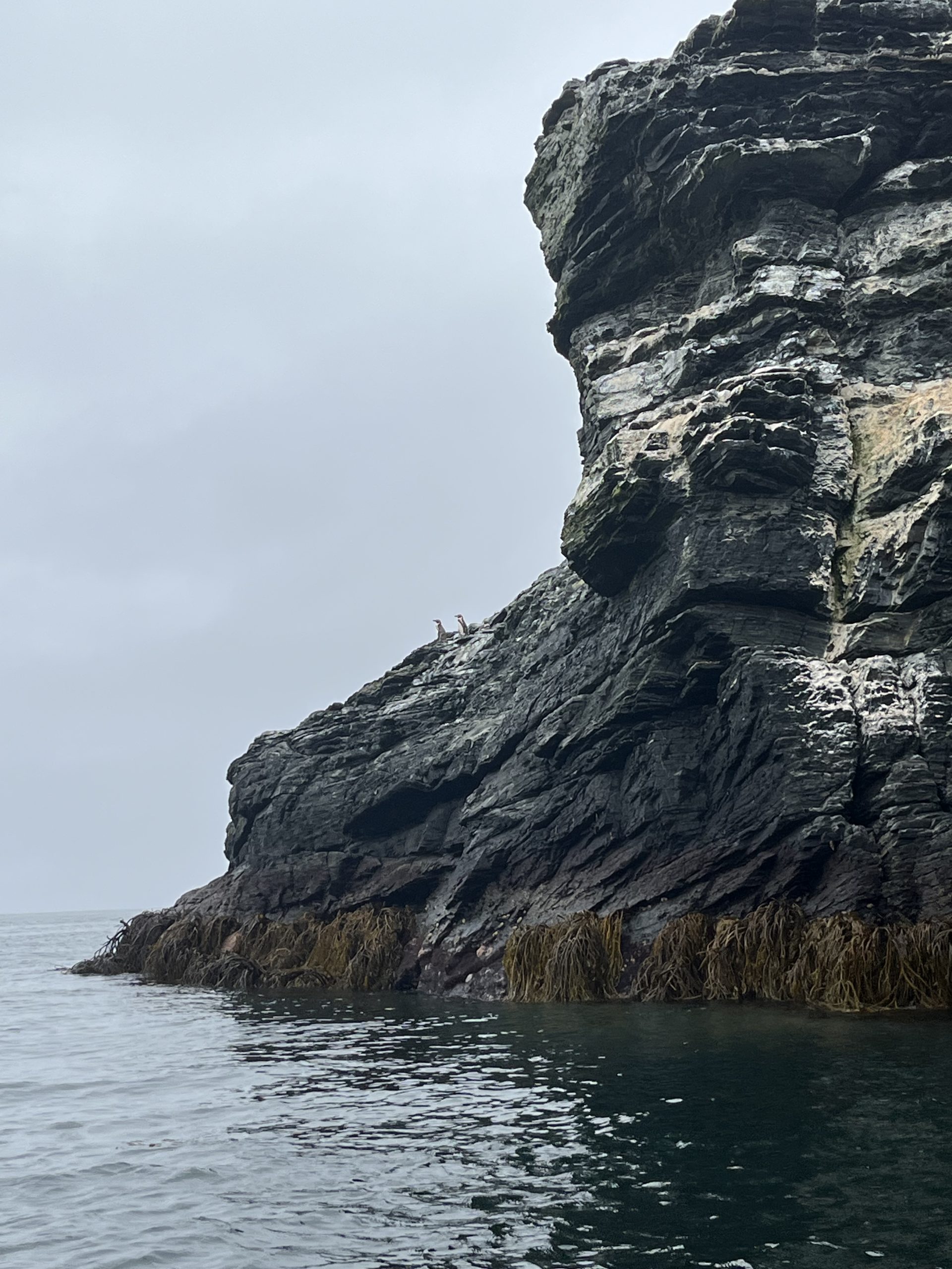 Two Humboldt penguings standing in the rocky environment of Chanaral Island and looking at the ocean.