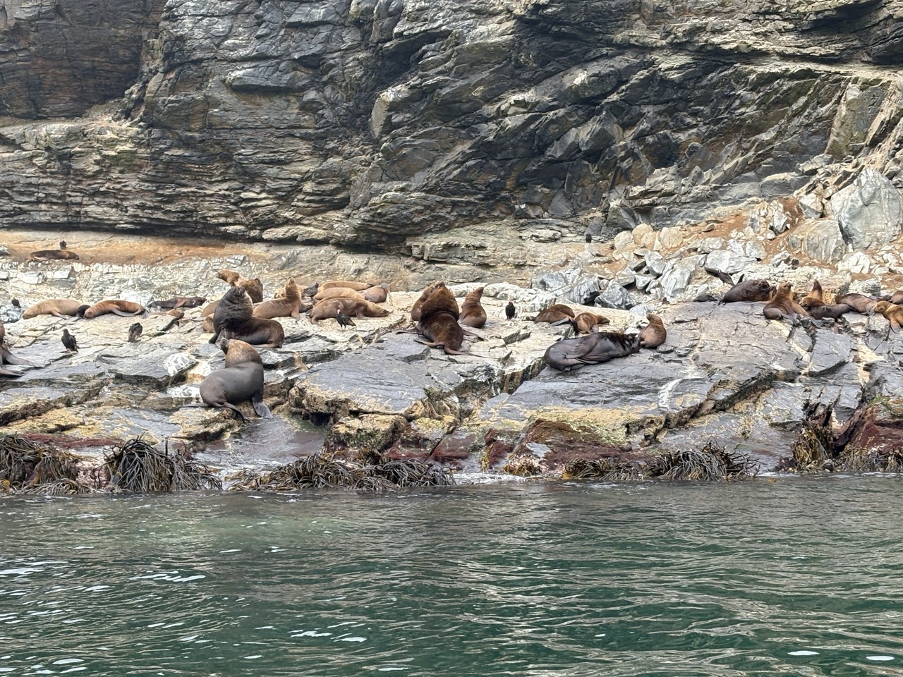 Lots (10+) sea lions laying in the rocky environment of Chanaral Island. A few birds sit in between the sea lions.