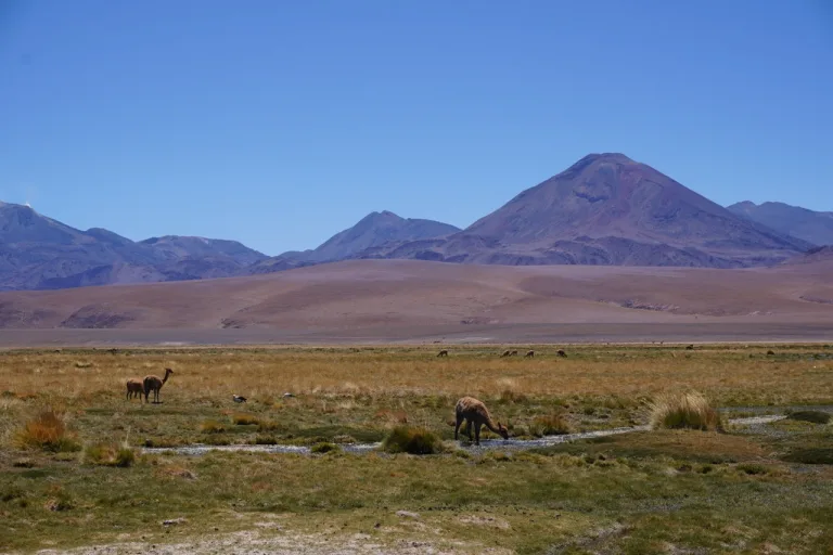 The Coolest Atacama Desert Wildlife (& Where to Spot Them!)