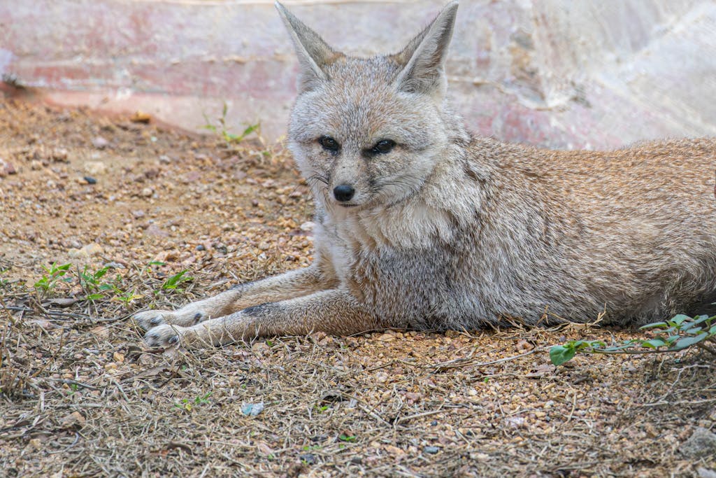 A relaxed Culpeo fox resting on rocky ground, showcasing its natural habitat and characteristics.