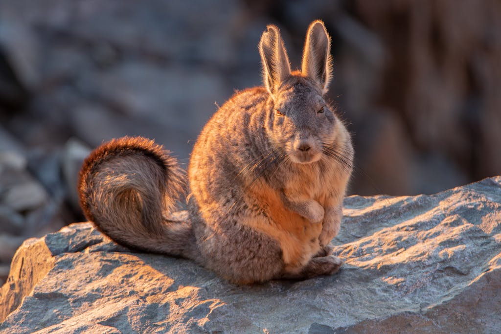 Close-up of a Southern Viscacha basking in the sun on a rocky surface.